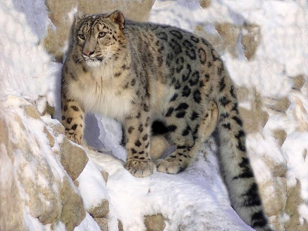 US: Snow leopard dies in zoo after suffering from COVID-19