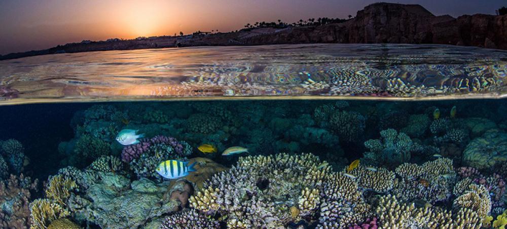Coral reefs’ very survival is at stake, warns UNESCO in bid to boost resilience