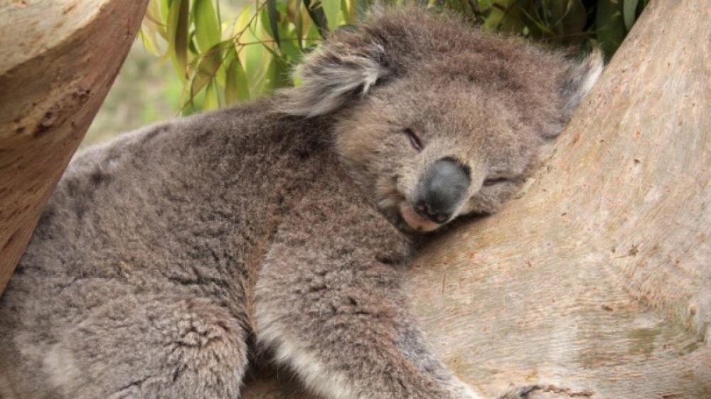 Australian govt lists Koalas as endangered species