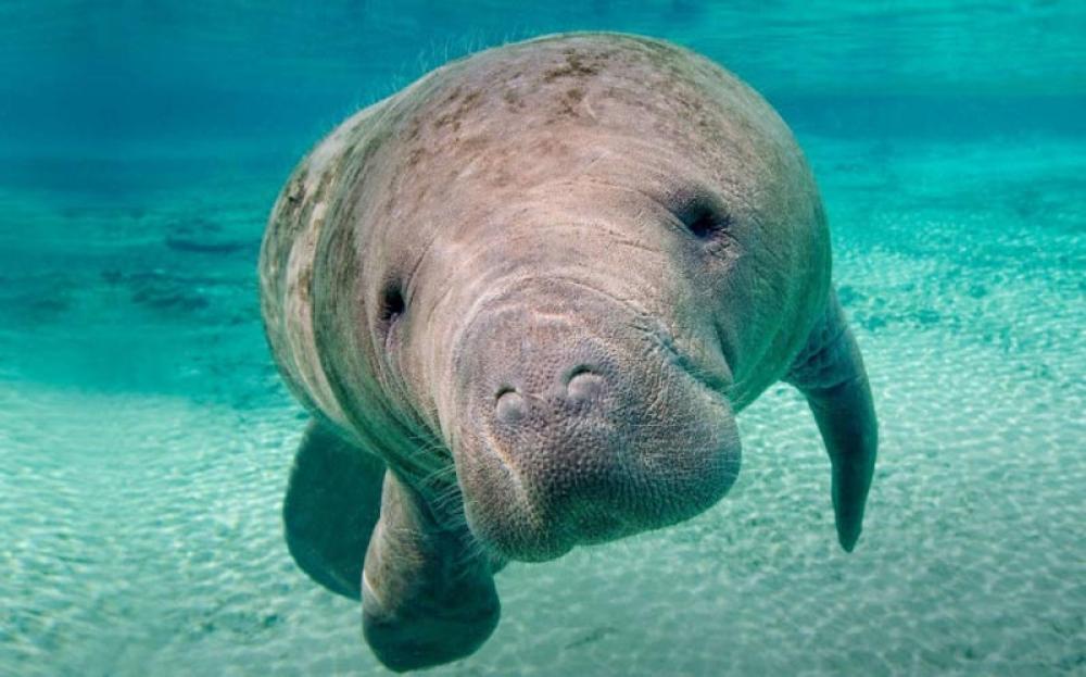 Study finds Dugong are functionally extinct in Chinese waters