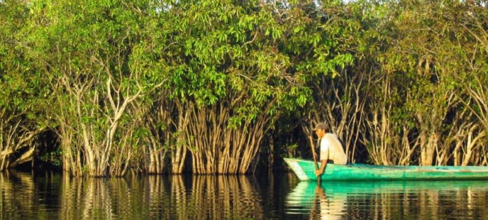 Global awareness critical to protect world’s mangroves: UN science chief Global awareness critical to protect world’s mangroves: UN science chief