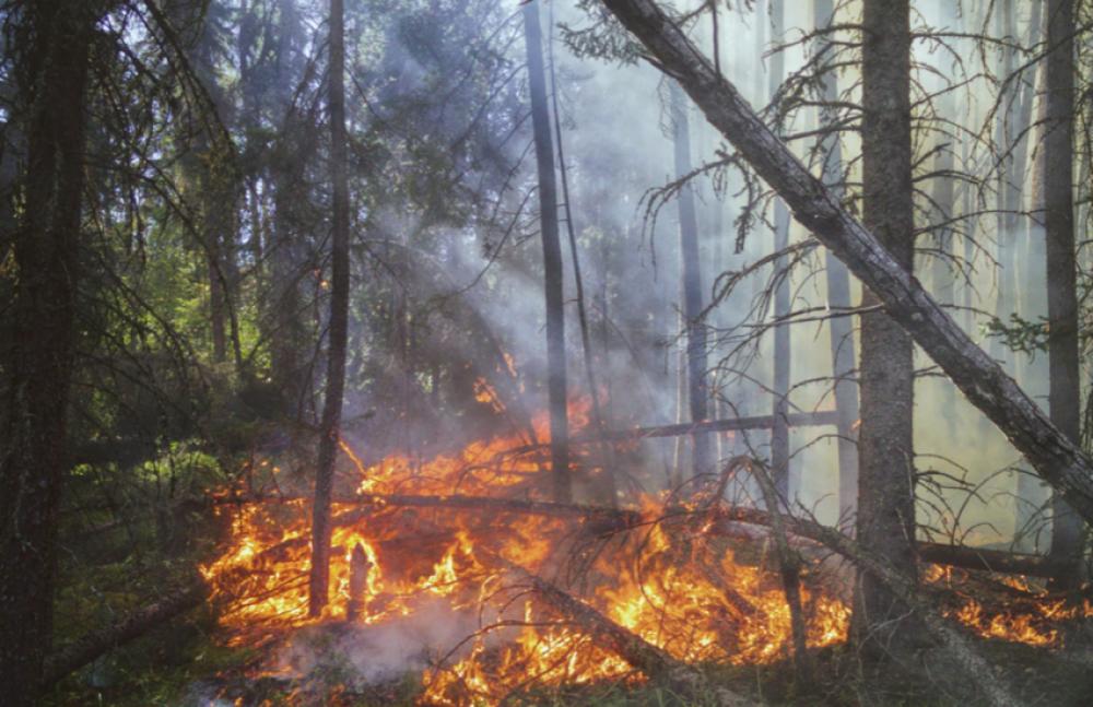 Europe: Wildfires spread through second largest area on record