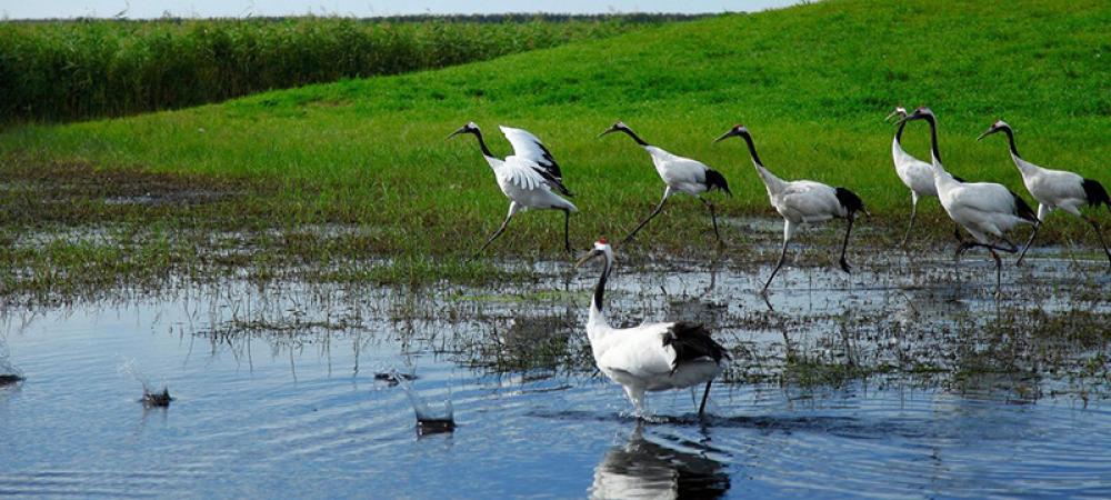 Revive and restore wetlands, home to 40 per cent of all biodiversity