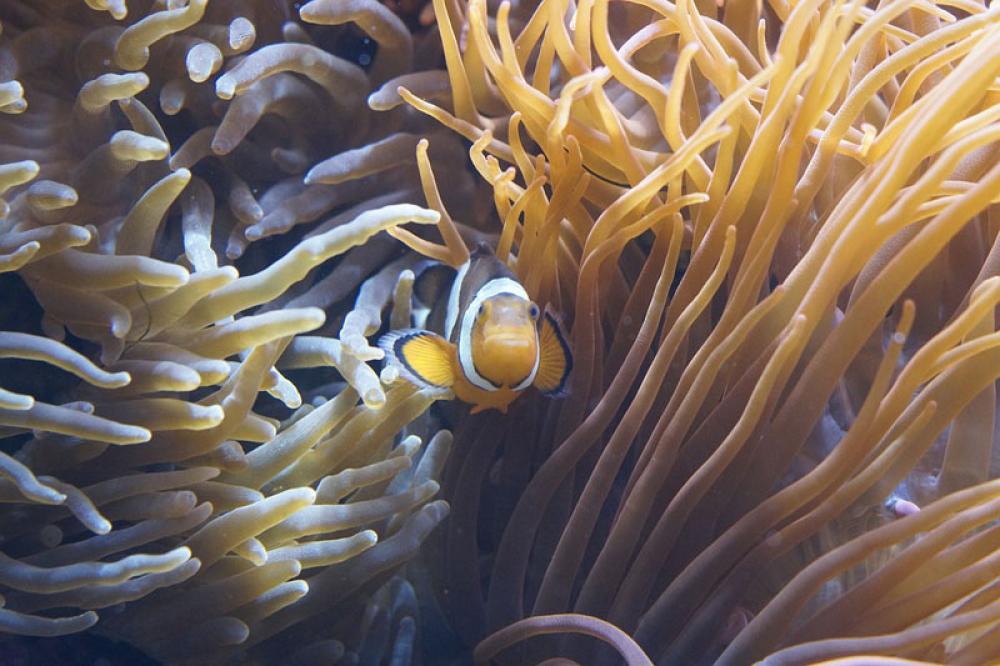 'Historic' UN Ocean Treaty agreed following two decades of negotiations 'Historic' UN Ocean Treaty agreed following two decades of negotiations