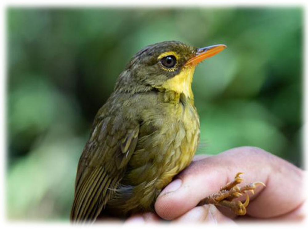 Dusky Tetraka: Mysterious songbird, which was feared extinct, rediscovered in Madagascar