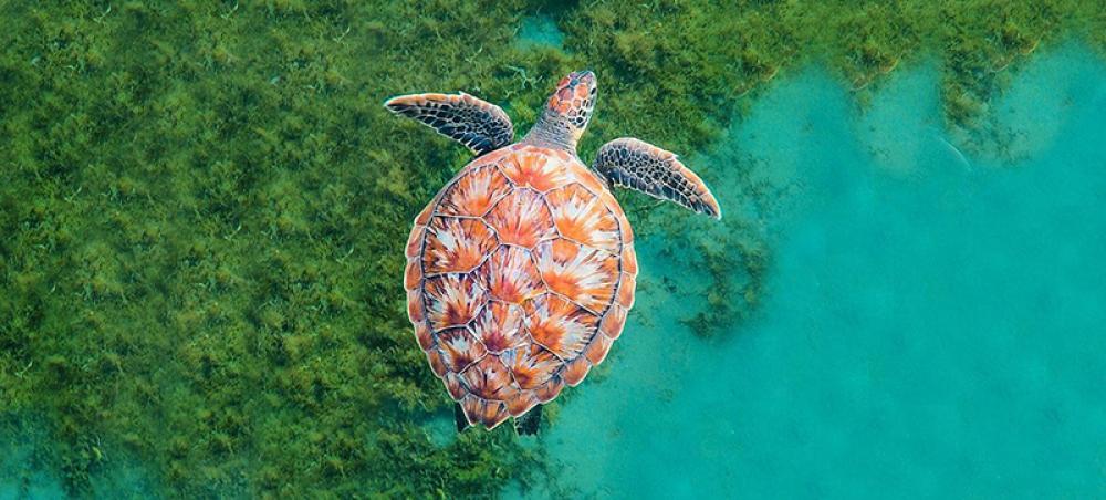 Countries must forge ‘Global Blue Deal’ to protect the ocean: UNCTAD Countries must forge ‘Global Blue Deal’ to protect the ocean: UNCTAD