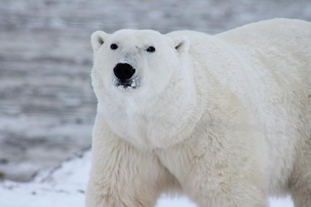 There is a connection between greenhouse gas emissions and decline in polar bear population, study finds 