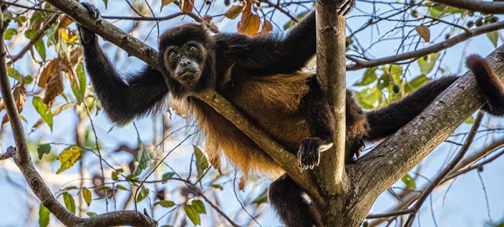 Human ingenuity can help to save nature, Guterres says on World Wildlife Day