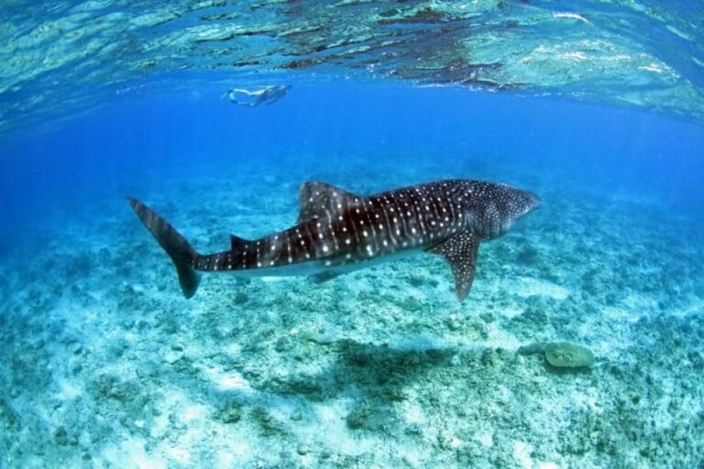 A whale shark swims off Kerala’s coast. Photo: Wildlife Trust of India.