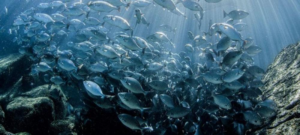 Momentum builds towards marine biodiversity treaty, as experts meet in New York
