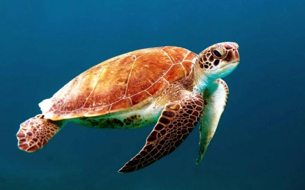  US: Dog kills 23 newly hatched sea turtles on a Florida beach 
