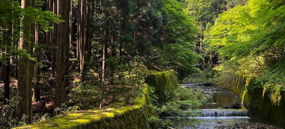 Decade of slowing deforestation offers hope for forests, shows FAO data
