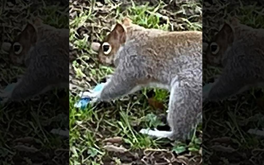  Caught on camera: Squirrel playing with vape raises wildlife fears 