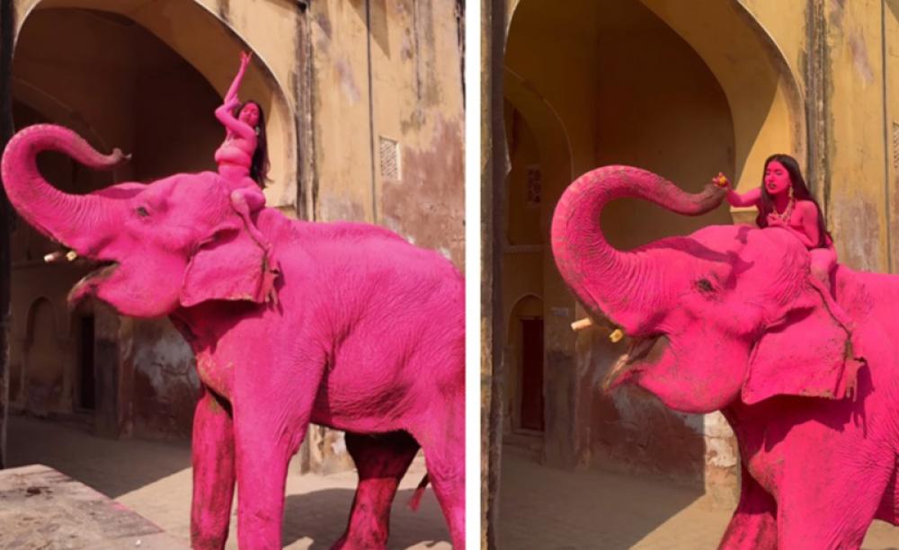Pink elephant outrage: Russian photographer faces backlash over Jaipur photoshoot