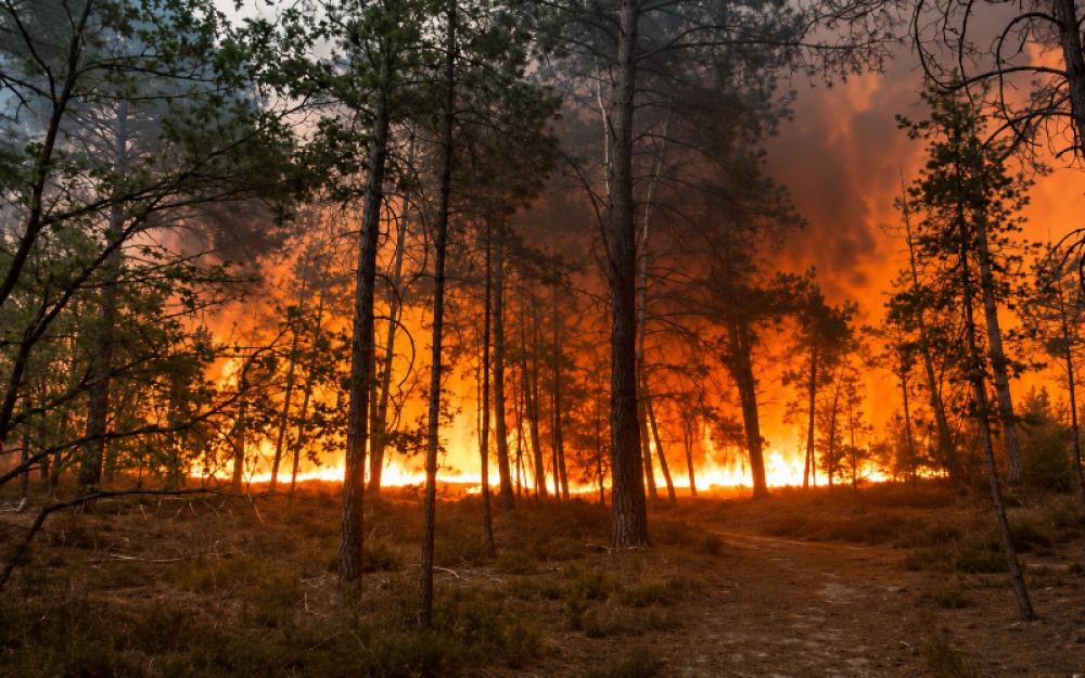 France battles massive Fontainebleau wildfires. Photo: Screen grab from X