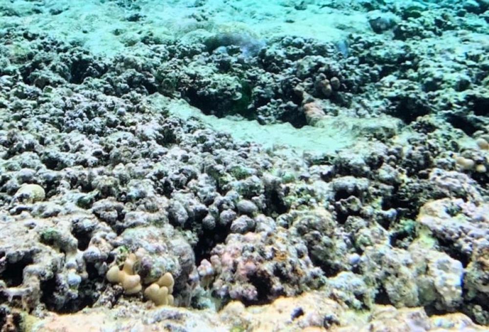 Ocean in crisis: 50% of coral reefs destroyed during devastating 2014&ndash;2017 heatwave! 