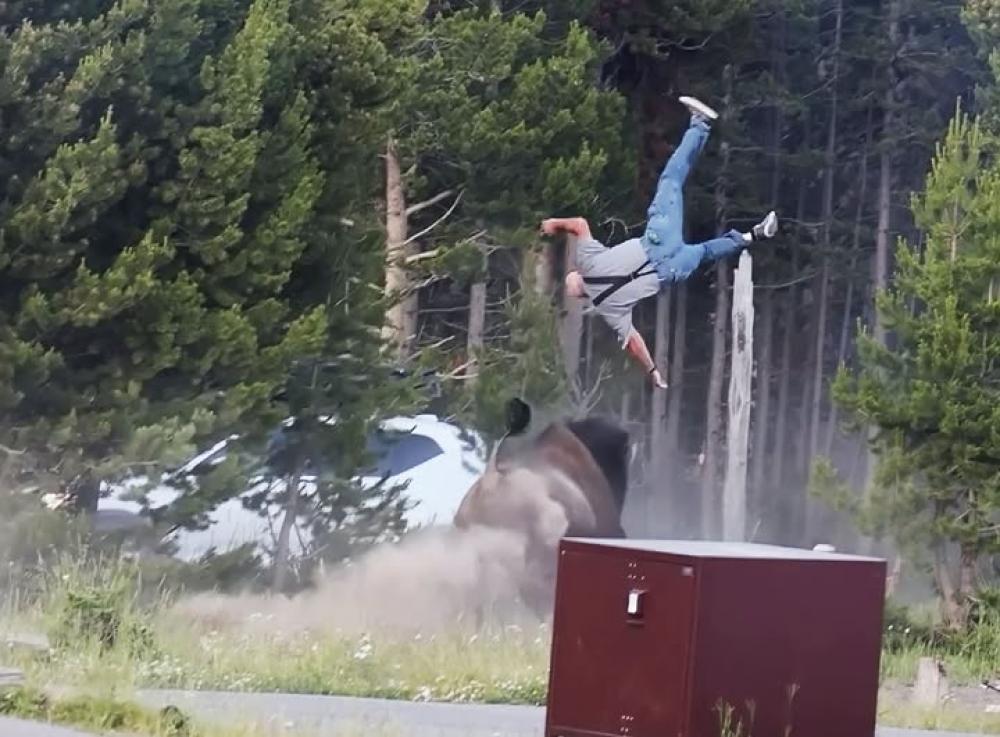 Terrifying Yellowstone moment: Giant bison charges tourist and sends him flying into air 