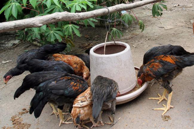New bird flu strain in Europe threatens poultry sector, UN agency warns