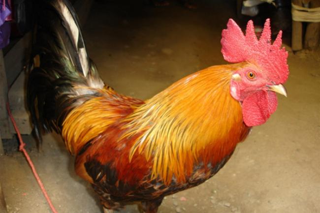 Newly-detected bird flu in Southeast Asia poses threat to animal health, people’s livelihoods