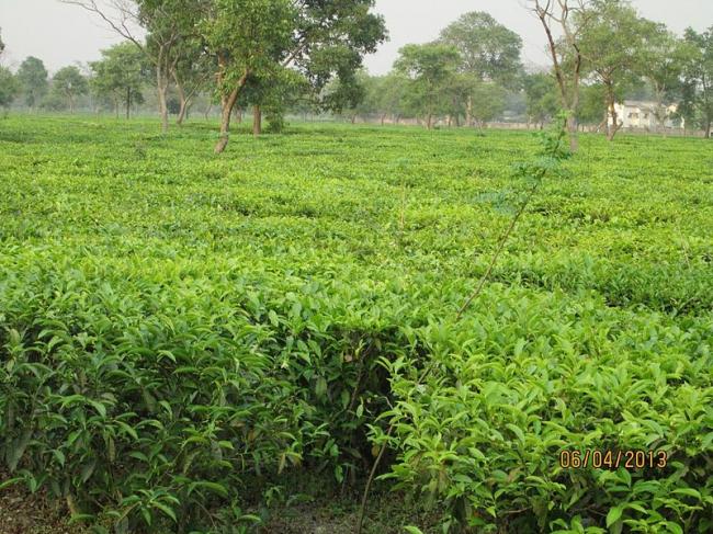 Greenpeace calls on the industry to save Indian tea from pesticides Greenpeace calls on the industry to save Indian tea from pesticides