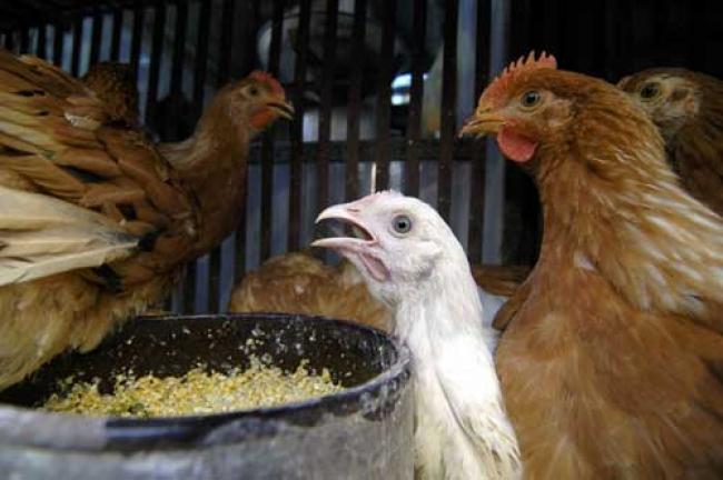 UN warns of growing bird flu risk, urges vigilance 