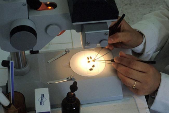 New UN report outlines top 10 food-borne parasites of greatest global concern