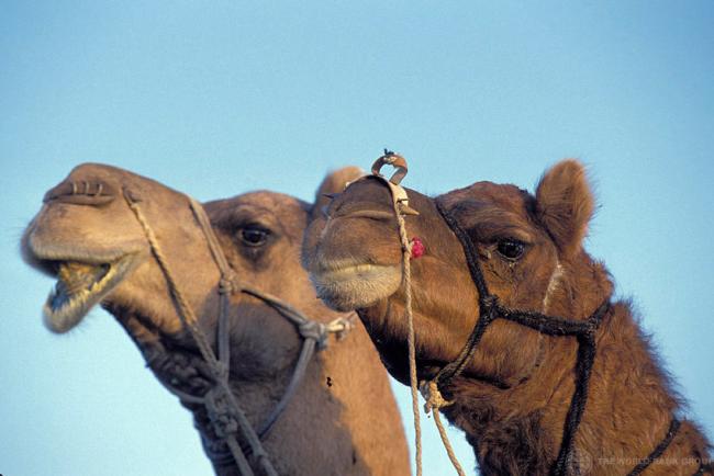 Saudi Arabia invites UN health team in precautionary measure against spread of respiratory virus