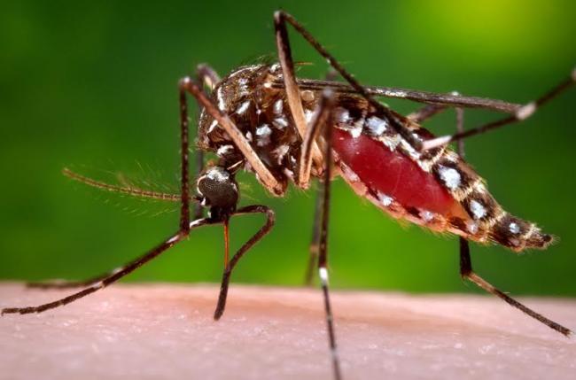 Zika virus an international public health emergency: WHO