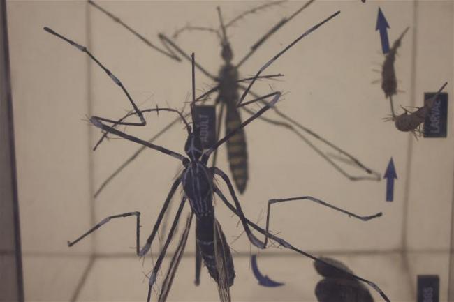 UN health agency urges action now in European countries to prevent Zika virus spread UN health agency urges action now in European countries to prevent Zika virus spread