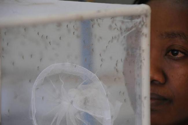 Zika: UN agriculture agency provides expertise to help curb spread of virus Zika: UN agriculture agency provides expertise to help curb spread of virus