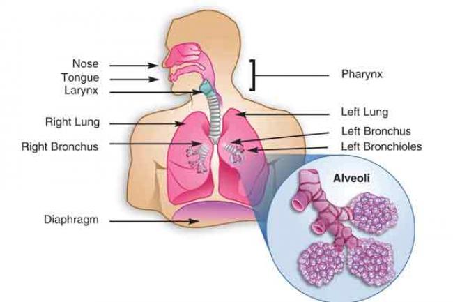 Breathlessness is not a prominent symptom of hypoxaemia: UK expert