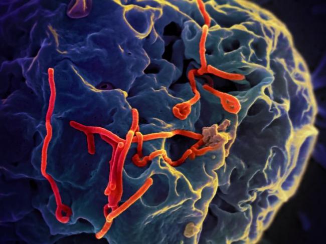 Research shows potential for emergence of new Ebola virus