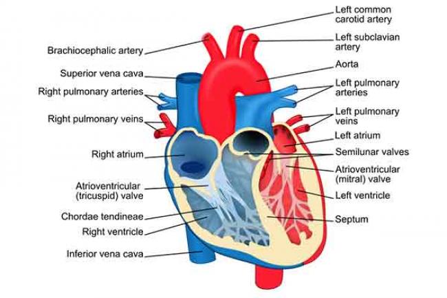 Research supports intelligence-led heart disease prevention over systematic health checks