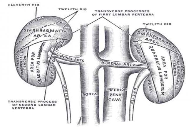 Chronic Kidney Disease may cause diabetes 