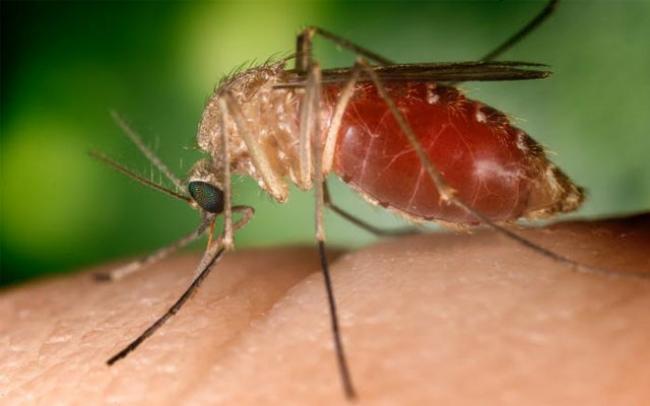 First dengue vaccine approved in more than 10 countries