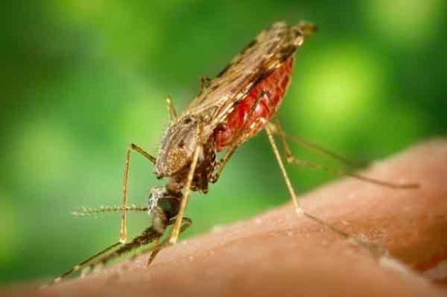 Increase in number of Zika virus cases in Alberta