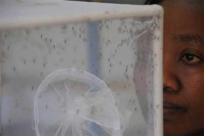UN health agency warns El Niño may increase breeding grounds for mosquitoes spreading Zika