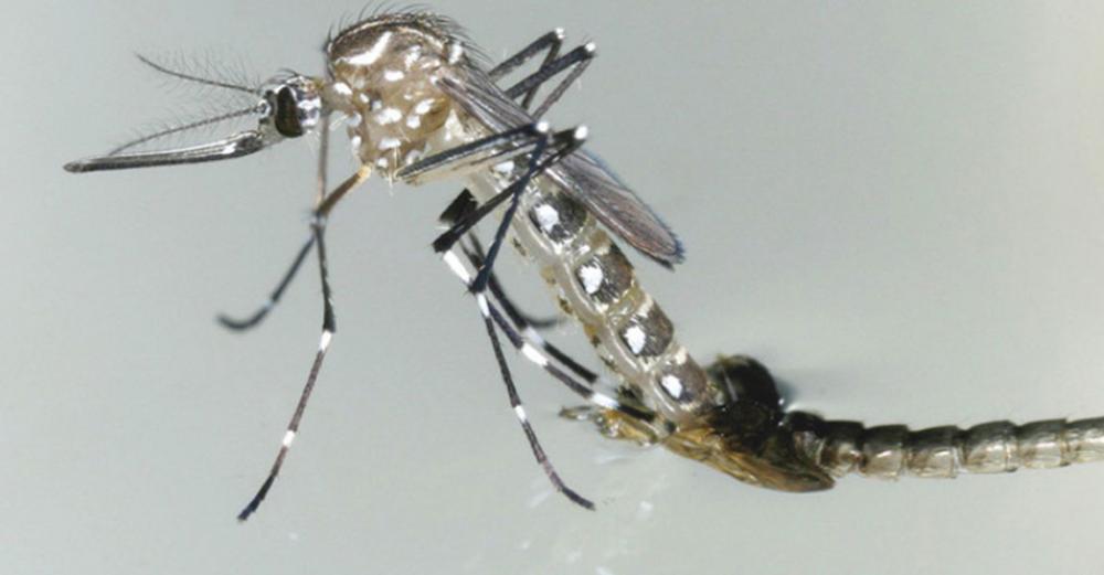 UN mosquito sterilization technology set for global testing, in battle against malaria, dengue