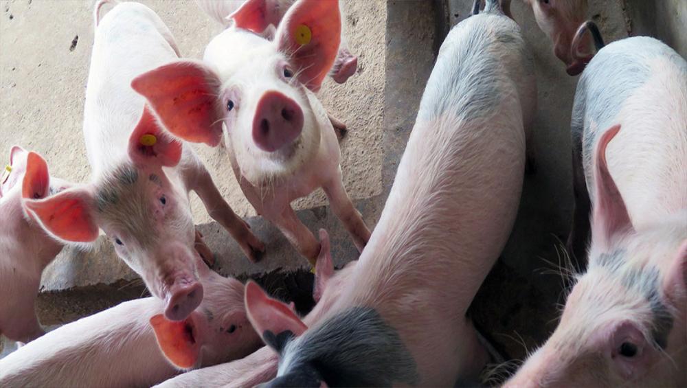 Livelihoods of millions in East and Southeast Asia at risk from Swine Fever epidemic