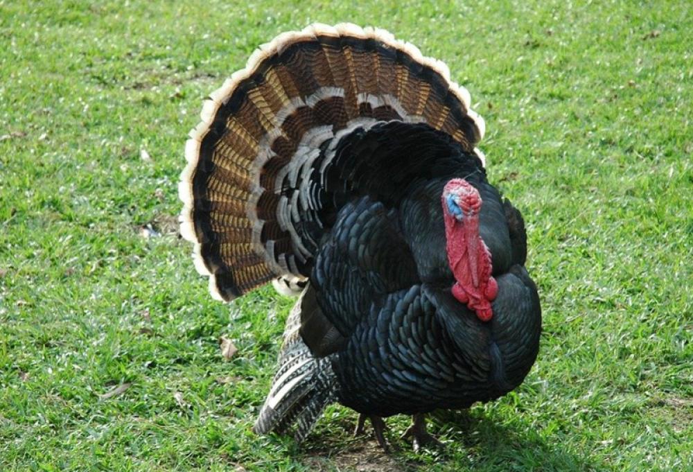 Over 10,500 Turkeys to be culled in Northern England due to bird flu outbreak