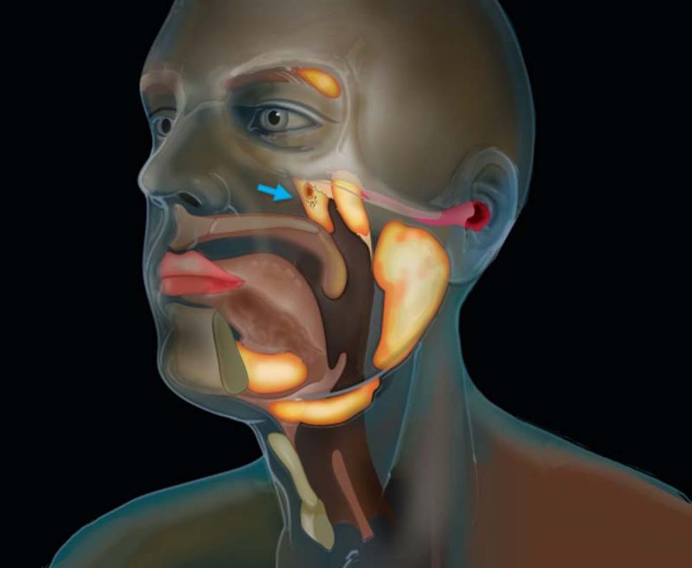 Scientists discover new salivary gland