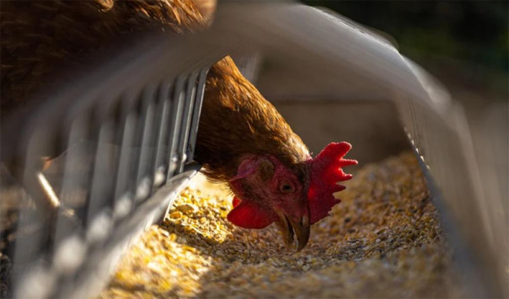 Bird Flu outbreak detected in western Belgium