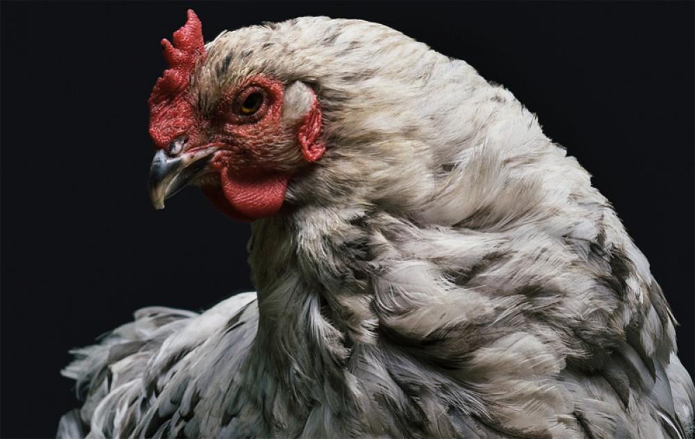 South Korea reports two new cases of Bird Flu among poultry South Korea reports two new cases of Bird Flu among poultry
