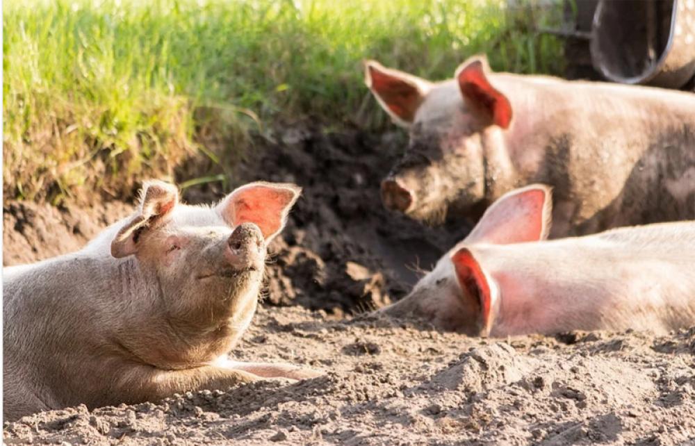 Amid COVID-19 outbreak, new swine flu with 