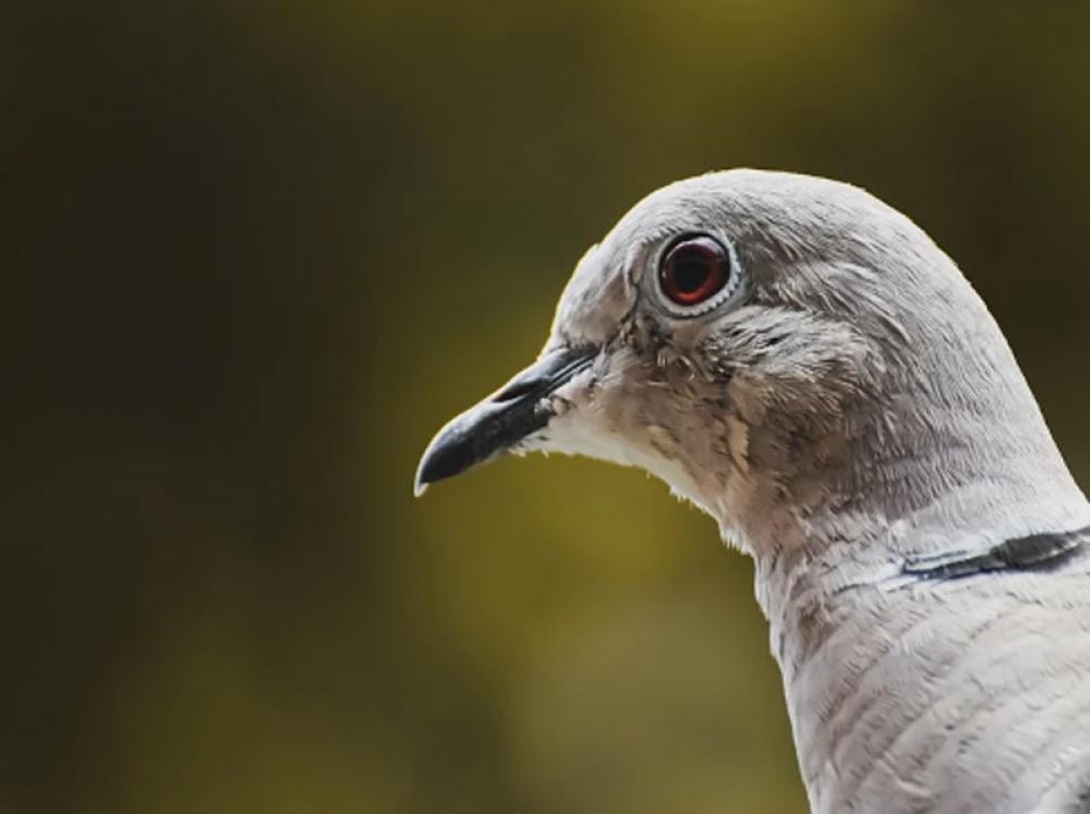 French Agriculture Minister confirms 180 bird flu outbreaks across country since November