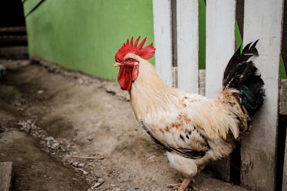 Japan culled record 5.8mln chickens since November: Reports