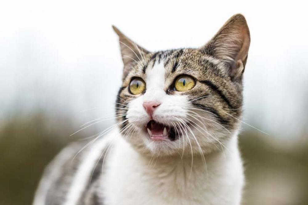 UK Coronavirus variant found in cat in northern Italy