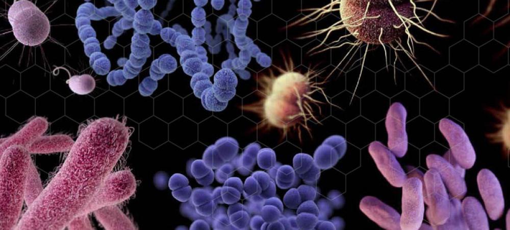 Alert over shortage of new drugs for ‘world’s most dangerous bacteria’ 