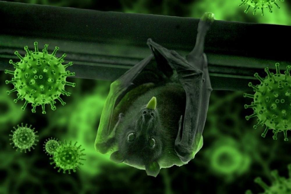 Chinese researchers claim they found new batch of coronavirus in bats 