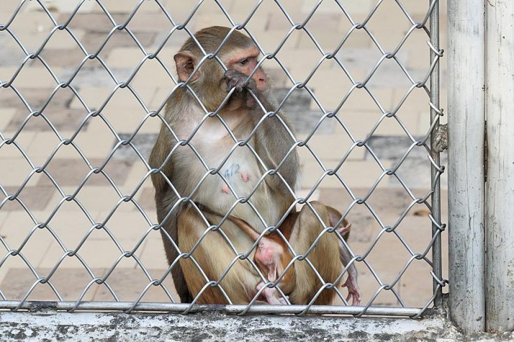 China: Man dies from rare Monkey B virus (BV)